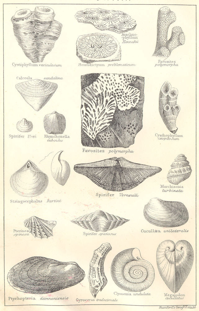 BRITISH FOSSILS. Devonian. Molluscs. STANFORD 1880 old antique print picture